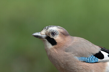 Eichelhäher (Garrulus glandarius)