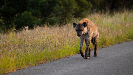 a spotted hyena on the move on the road