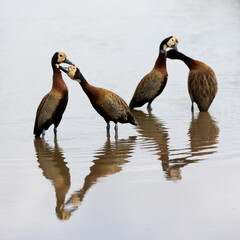 white-faced whistling ducks with their reflections on the water