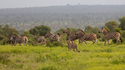 a cheetah juvenile chasing zebras around