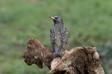 Star (Sturnus vulgaris)