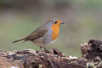 Rotkehlchen (Erithacus rubecula)
