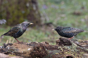 Star (Sturnus vulgaris)