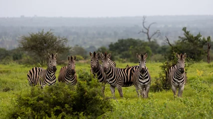 Foto op Canvas a herd of zebras early morning © Jurgens