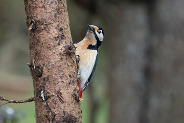 Buntspecht (Dendrocopos major)