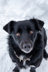 Stray, ownerless dog on a winter street. Abandoned dog. Homeless abandoned stray dog with very sad smart eyes