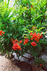 orange tecoma plant close-up shot at shallow depth of field