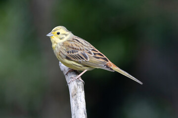 Goldammer (Emberiza citrinella) 