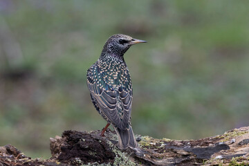 Star (Sturnus vulgaris)