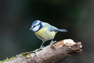 Blaumeise (Cyanistes caeruleu)