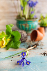 Seedlings of spring flowers on a wooden table
