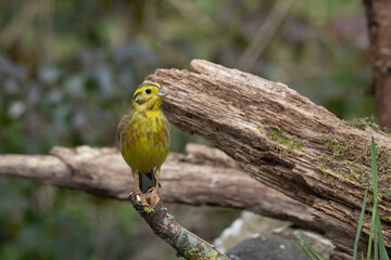 Goldammer (Emberiza citrinella)