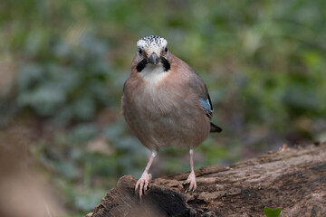Eichelhäher (Garrulus glandarius)
