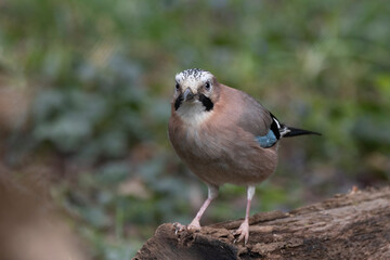Eichelhäher (Garrulus glandarius)