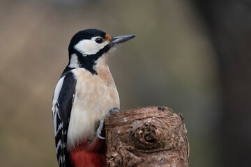 Buntspecht (Dendrocopos major)