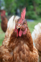 Close-up of chicken or female laying hen traditional free-range. Vertical photo