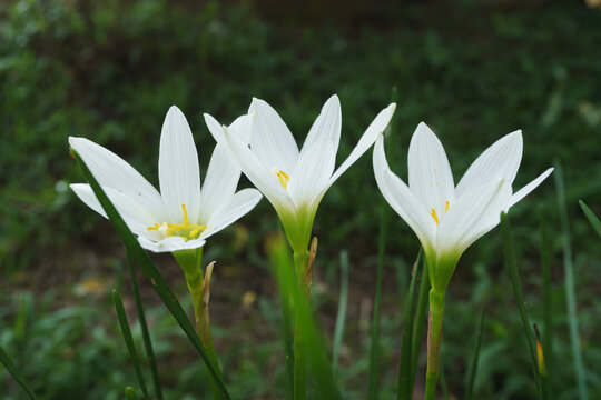 Zephyranthes minuta white flowers in the morning. Rain Lily white blooming in the garden.