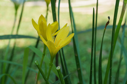 Zephyranthes minuta yellow flowers in the morning. Rain Lily white blooming in the garden.