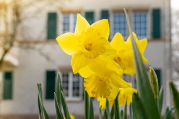 flowering yellow daffodil in front of a dwelling house © funkenzauber
