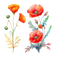 Poppies flowers isolated on white background. Watercolor illustration. Generative AI