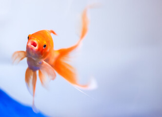 Large Pet Goldfish