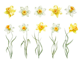 Watercolor illustration - Spring garden flowers, daffodils, narcissus, blooming, blossom. - obrazy, fototapety, plakaty