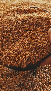 Human hand pouring wheat into a bowl Slow motion Vertical video