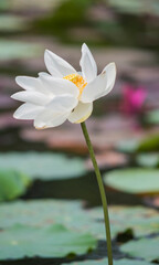 Obraz na płótnie Canvas Nature photo: Lotus flowers. This is beautifull flowers. Time: February 12, 2023. Location: Ho Chi Minh City. Content: Lotus has both aroma and color, but the lotus scent is not too strong but gentle.