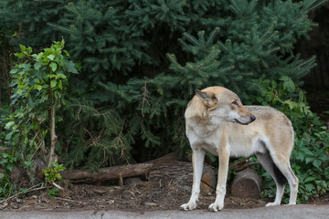 Gray Wolf (Canis lupus) Portrait - captive animal. Wolf at the zoo in the summer.