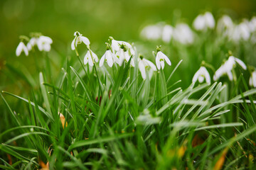 Many white snowdrops in forest on a spring day
