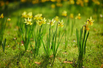 Many yellow narcissi in the grass on a spring day