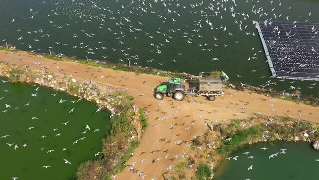 Birds following a Tractor during Fish farm feeding