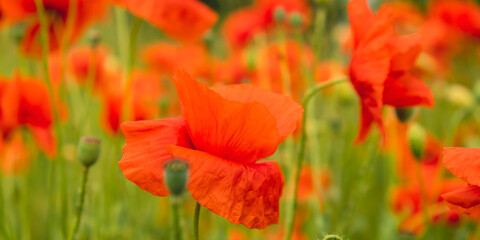 Red poppy flowers in a wild field. Vivid Poppies meadow in spring. Beautiful summer day. Beautiful red poppy flowers on green fleecy stems grow in the field. Scarlet poppy flowers in the sunset light