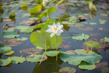 Nature photo: Lotus flowers. Time: February 19, 2023. Location: Ho Chi Minh City. 