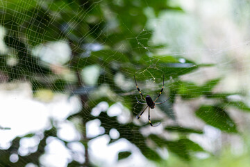 Colored spider in its web