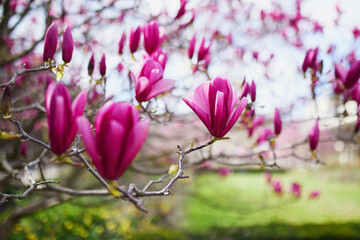 Pink magnolia tree flowers on a spring day in Paris