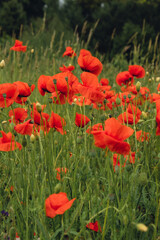 Obraz premium Red poppy flowers in a wild field. Vivid Poppies meadow in spring. Beautiful summer day. Beautiful red poppy flowers on green fleecy stems grow in the field. Scarlet poppy flowers in the sunset light