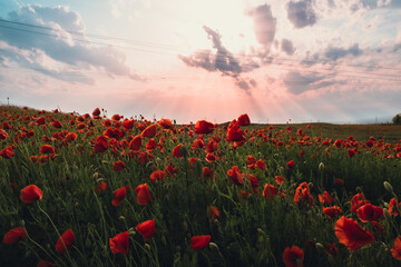 Red poppy flowers in a wild field. Vivid Poppies meadow in spring. Beautiful summer day. Beautiful red poppy flowers on green fleecy stems grow in the field. Scarlet poppy flowers in the sunset light