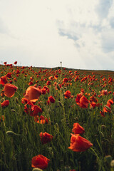 Red poppy flowers in a wild field. Vivid Poppies meadow in spring. Beautiful summer day. Beautiful red poppy flowers on green fleecy stems grow in the field. Scarlet poppy flowers in the sunset light