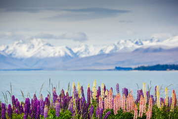 Majestic mountain lake with lupins blooming