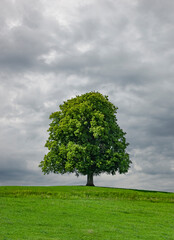 Fototapeta na wymiar Grosser Alter Baum auf einer grünen Wiese