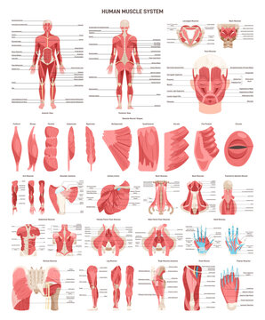 Human muscular system set. Front and back view. Smooth muscle tissue