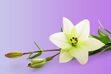 Beautiful fresh flower on color background