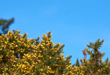 Yellow gorse bush against a clear blue sky