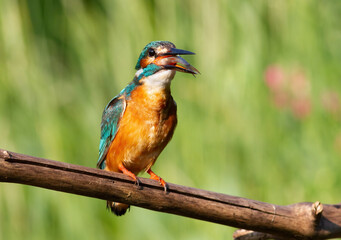 Common kingfisher, Alcedo atthis. A bird eats a caught fish