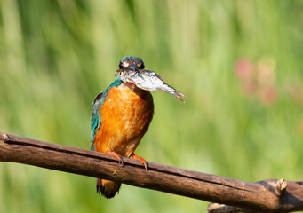Common kingfisher, Alcedo atthis. A bird with its prey sits on a branch