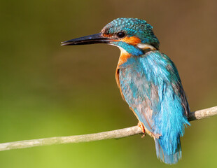 Common kingfisher, Alcedo atthis. Close-up of a bird perched on a branch