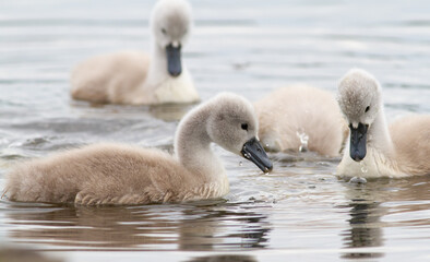 Mute swan, Cygnus olor. Chicks dive into the river in search of food