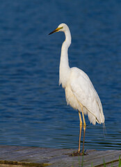 Great egret, Ardea alba. A bird stands on the riverbank waiting for prey