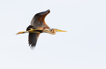 Purple heron, Ardea purpurea. A bird in flight against the sky